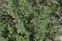 Indigofera flavicans