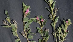 Indigofera flavicans