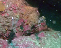 Ostorhinchus limenus