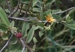 Grewia retinervis