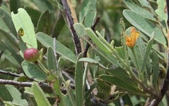 Grewia retinervis