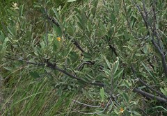 Grewia retinervis