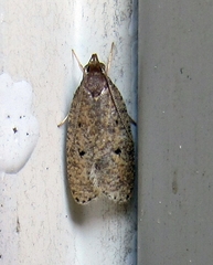 Psilocorsis reflexella