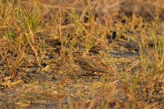 Calandrella dukhunensis