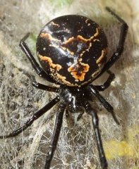 Latrodectus lilianae