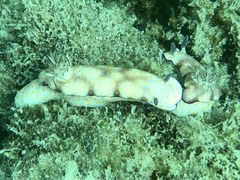 Hypselodoris pulchella