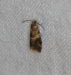 Lobesia reliquana