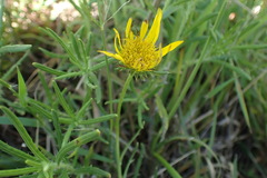 Hirpicium bechuanense