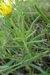 Hirpicium bechuanense