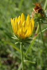 Hirpicium bechuanense