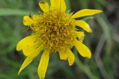 Hirpicium bechuanense