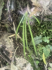Arthropodium candidum
