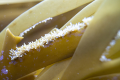 Seirococcus axillaris