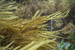 Seirococcus axillaris