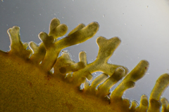 Seirococcus axillaris