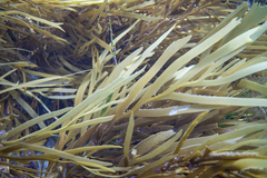 Seirococcus axillaris