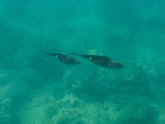 Sepioteuthis lessoniana