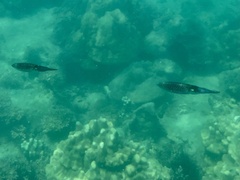 Sepioteuthis lessoniana