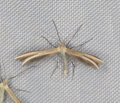 Merrifieldia tridactyla