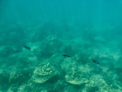 Sepioteuthis lessoniana