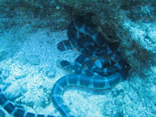 Photo of a Flat-tail Sea Snake (schistorhyncha) (Laticauda schistorhyncha)