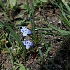 Lindernia hyssopioides
