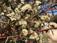 Eucalyptus leptophylla
