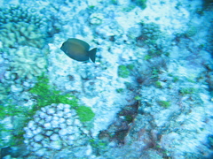 Ctenochaetus striatus