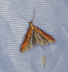 Metzneria aprilella
