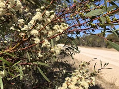 Eucalyptus leptophylla