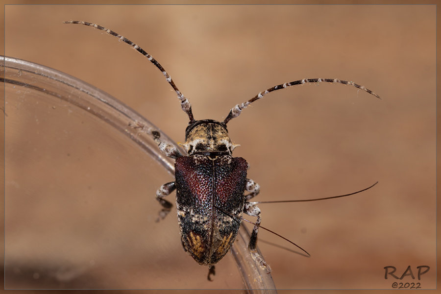 Aerenea brunnea