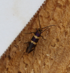 Micropterix aureatella