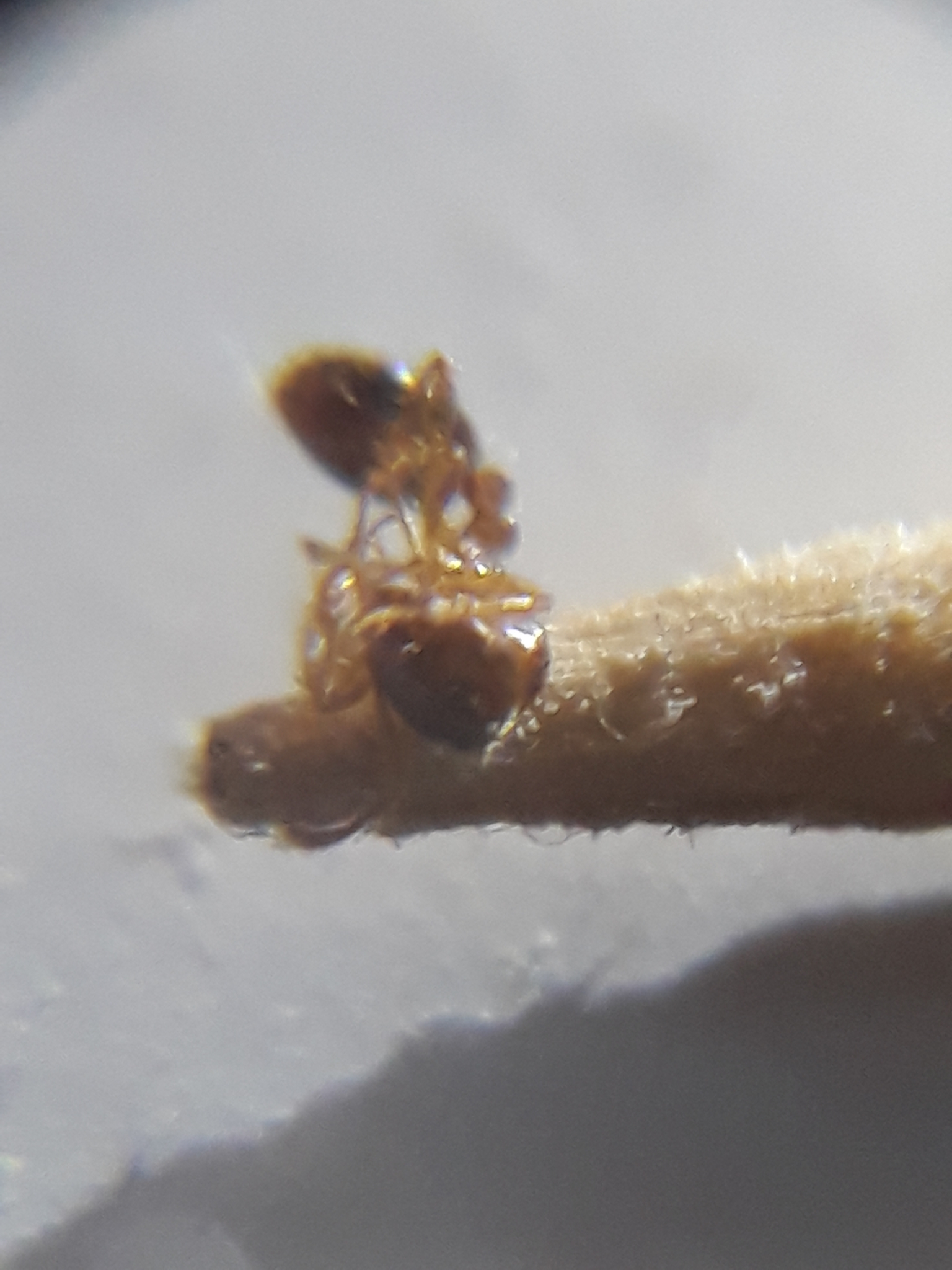 Erromyrma latinodis
