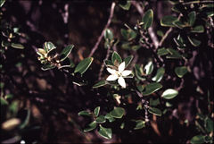 Nematolepis ovatifolia