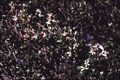 Nematolepis ovatifolia