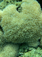 Physogyra lichtensteini