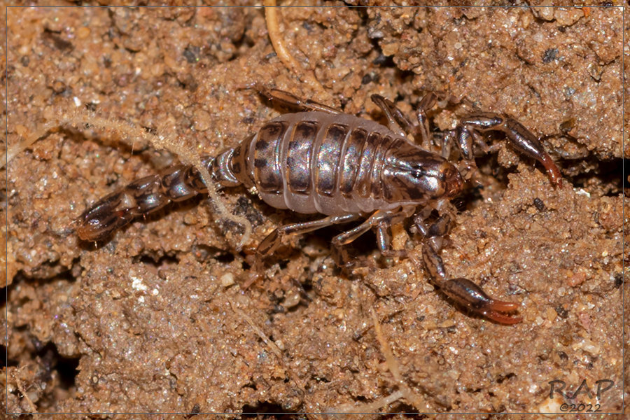 Urophonius achalensis