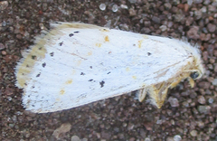 Lacipa gracilis