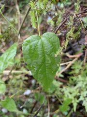 Mallotus repandus