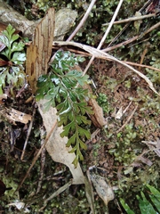 Asplenium pekinense