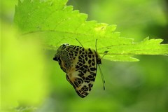 Symbrenthia hypselis