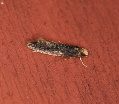 Monopis laevigella