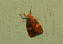 Miltochrista quadrilineata