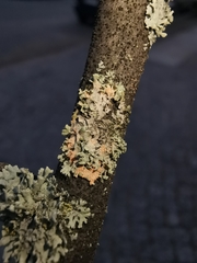 Erythricium aurantiacum