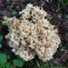 Cauliflower Fungus - Photo (c) Aurelija, some rights reserved (CC BY-NC), uploaded by Aurelija