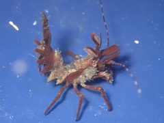 Lebbeus lagunae