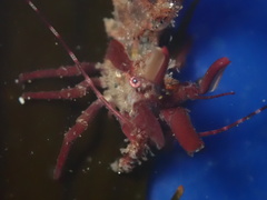 Lebbeus lagunae