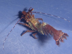 Lebbeus lagunae