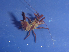 Lebbeus lagunae