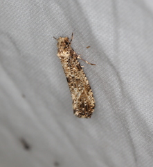 Morophaga choragella